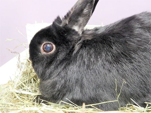 Rabbits