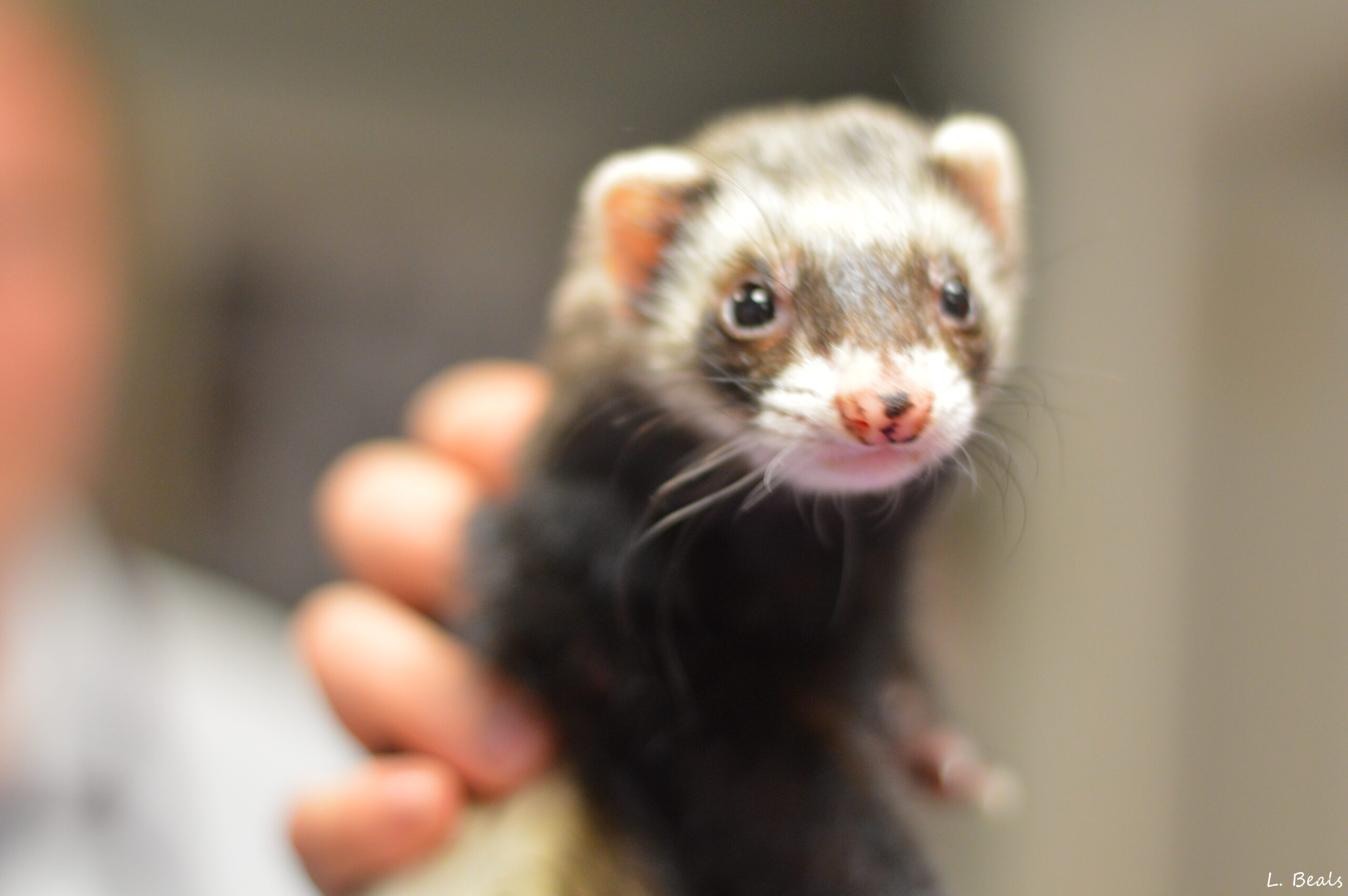 Ferrets Ferrets