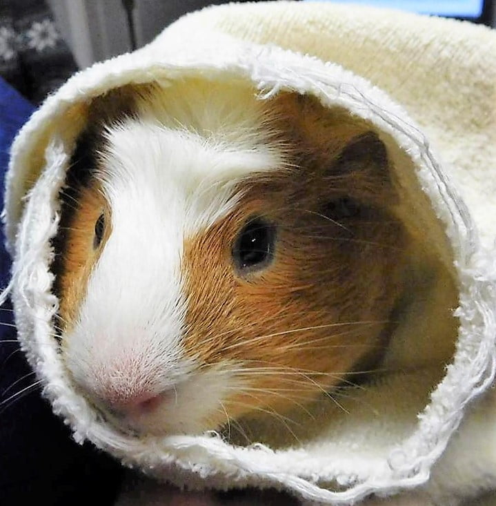 Guinea Pigs Guinea Pigs
