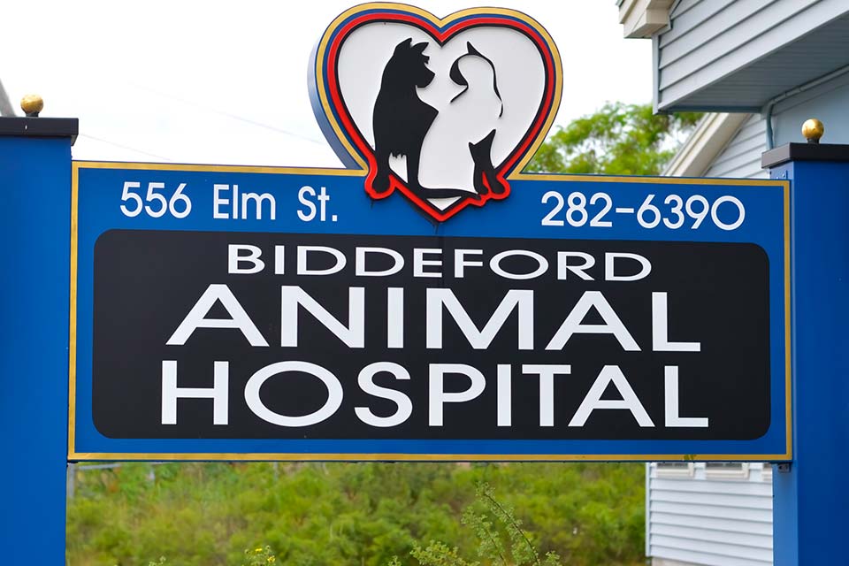 Veterinarian in Biddeford, ME