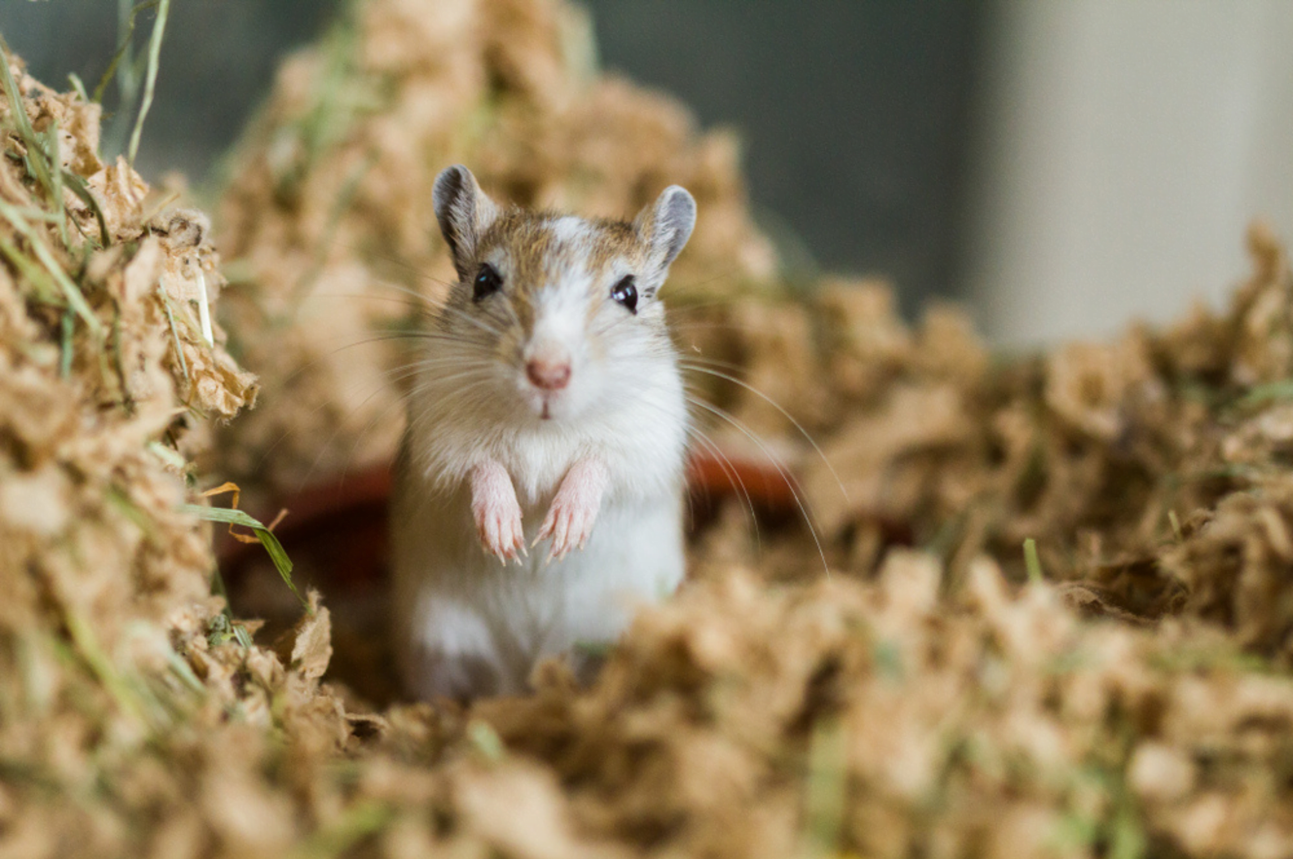 Gerbils Gerbils