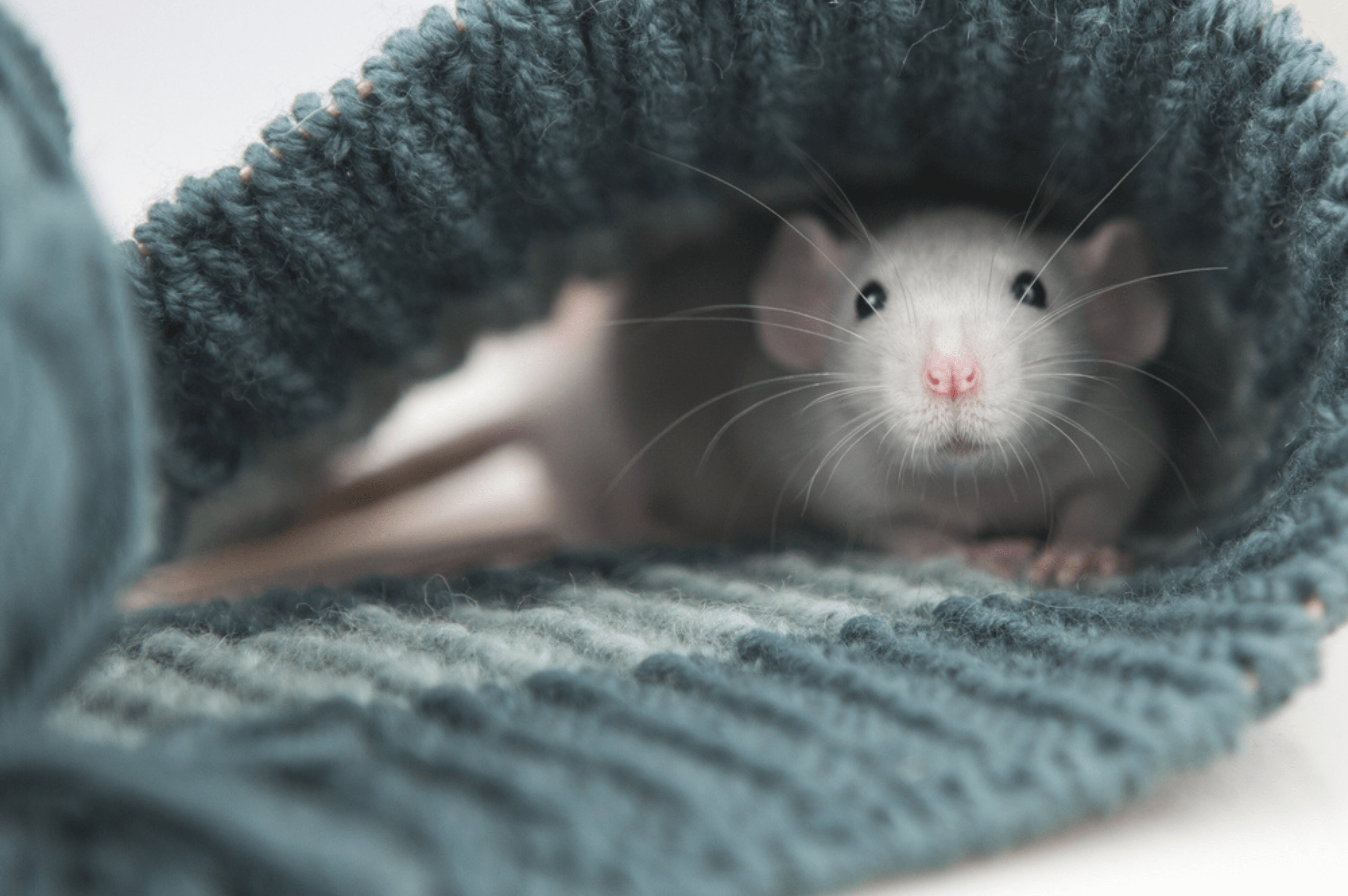 Rats Rats
