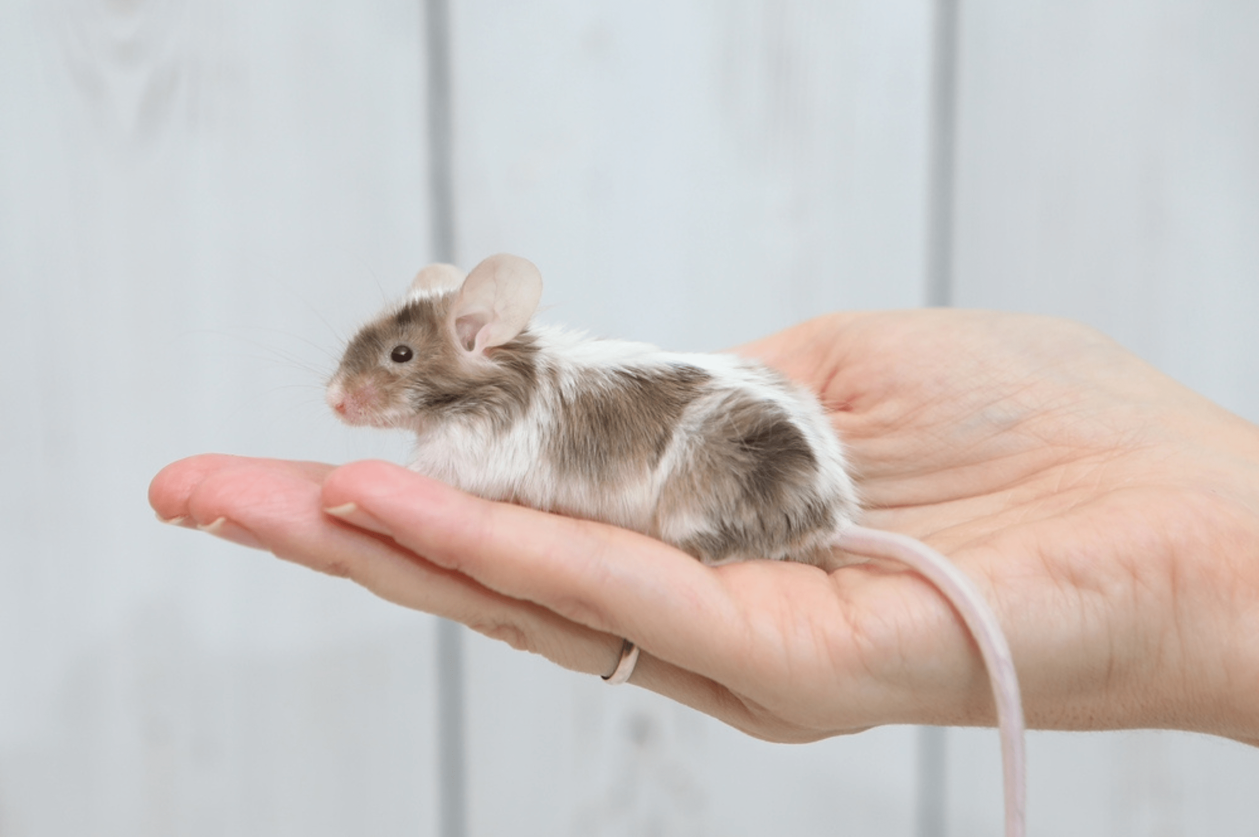 Mice Mice