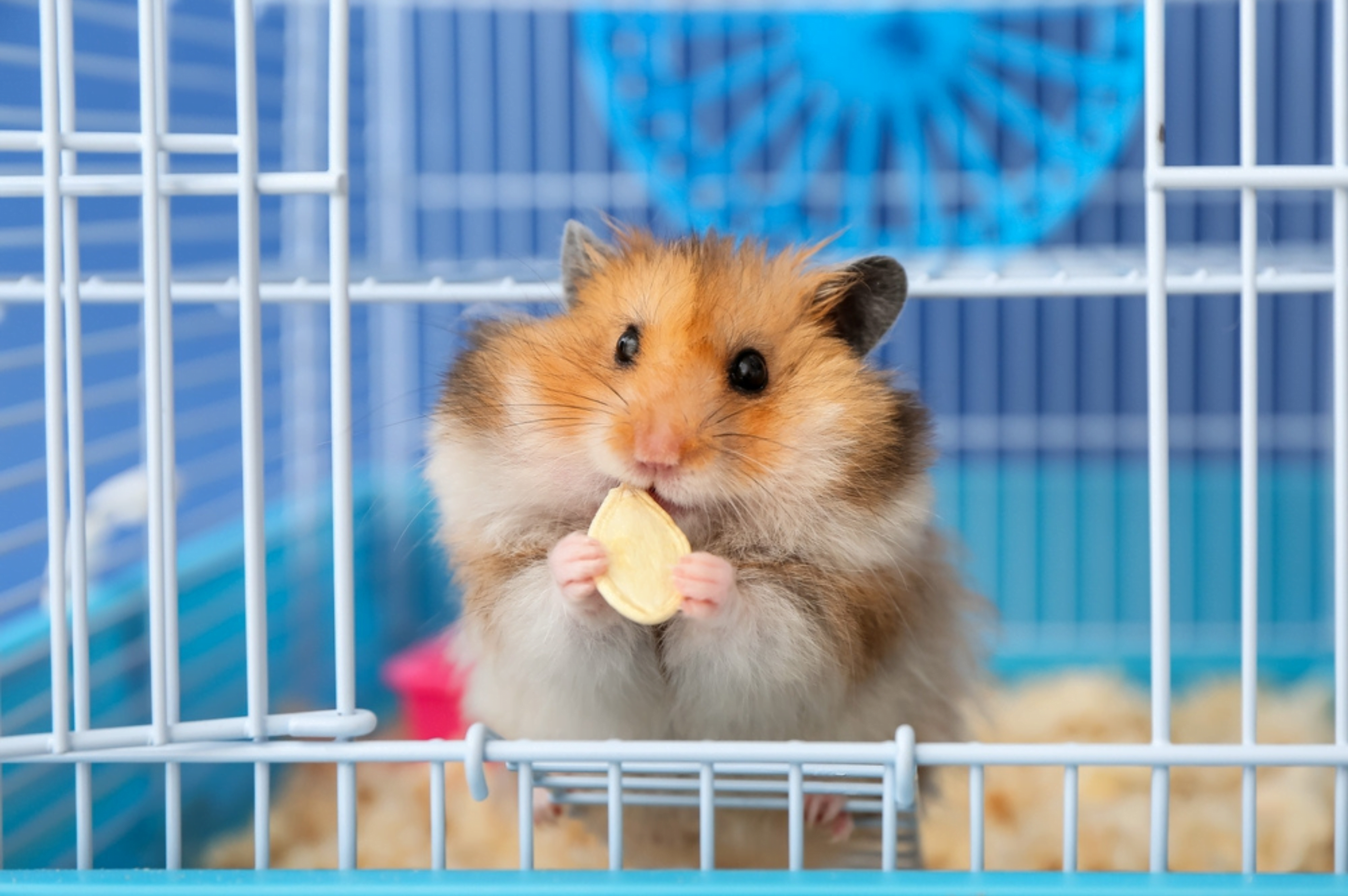 Hamsters Hamsters