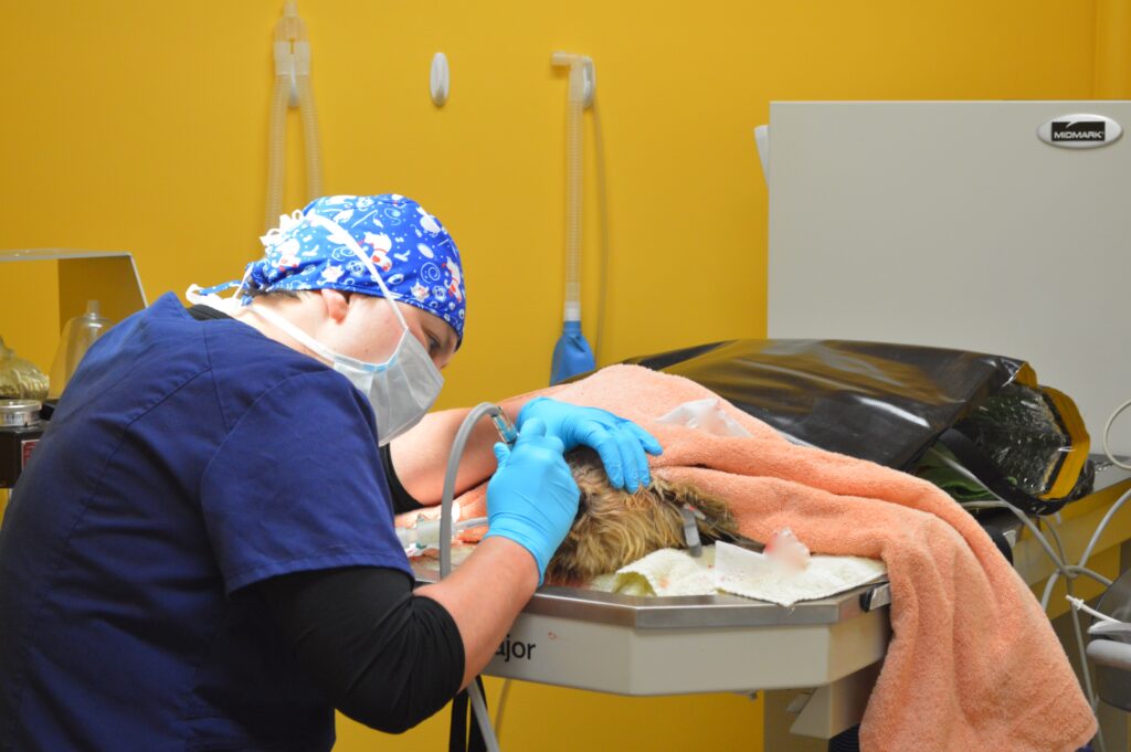 Dental Surgery