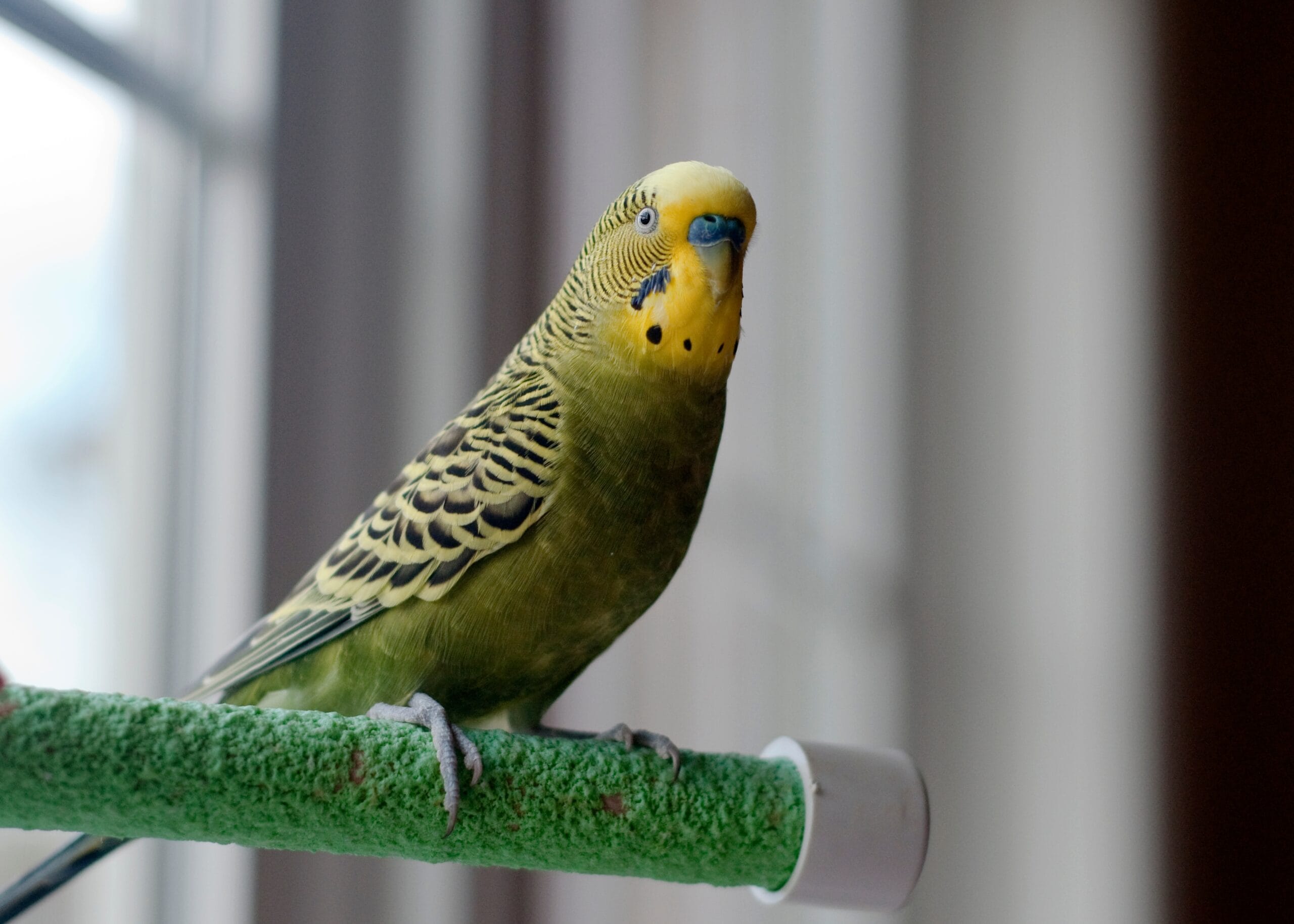 Cute,Young,Happy,Green,Yellow,Factor,Budgie,Parakeet,Perched,By