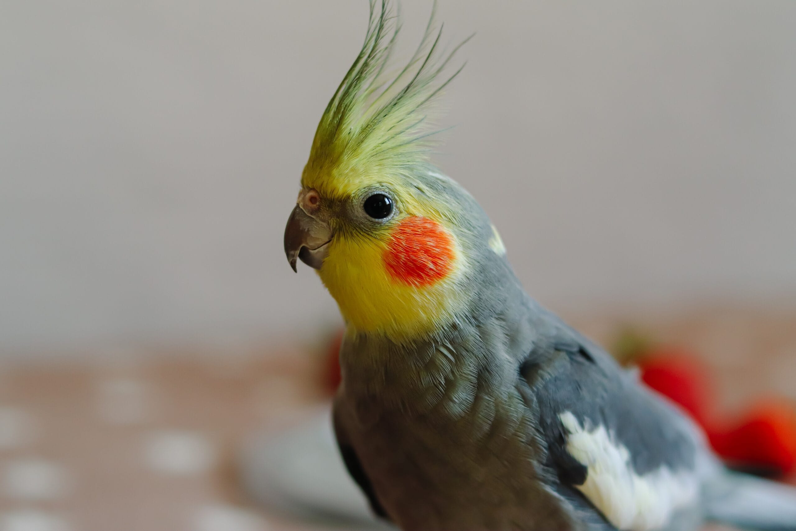 Beautiful,Photo,Of,A,Bird.,Ornithology.funny,Parrot.cockatiel,Parrot.,Home,Pet