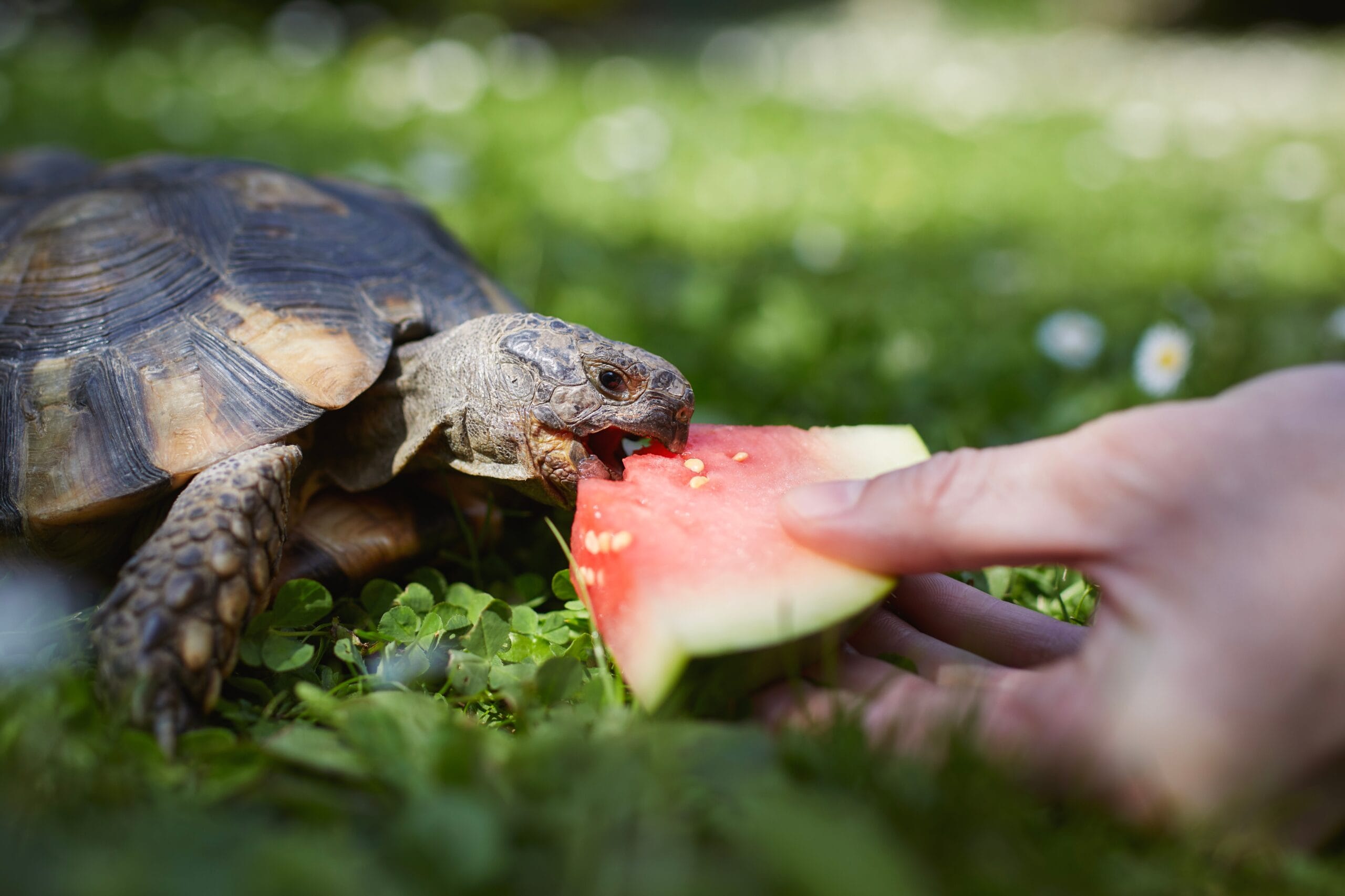 Pet,Owner,Giving,His,Turtle,Ripe,Watermelon,To,Eat,In