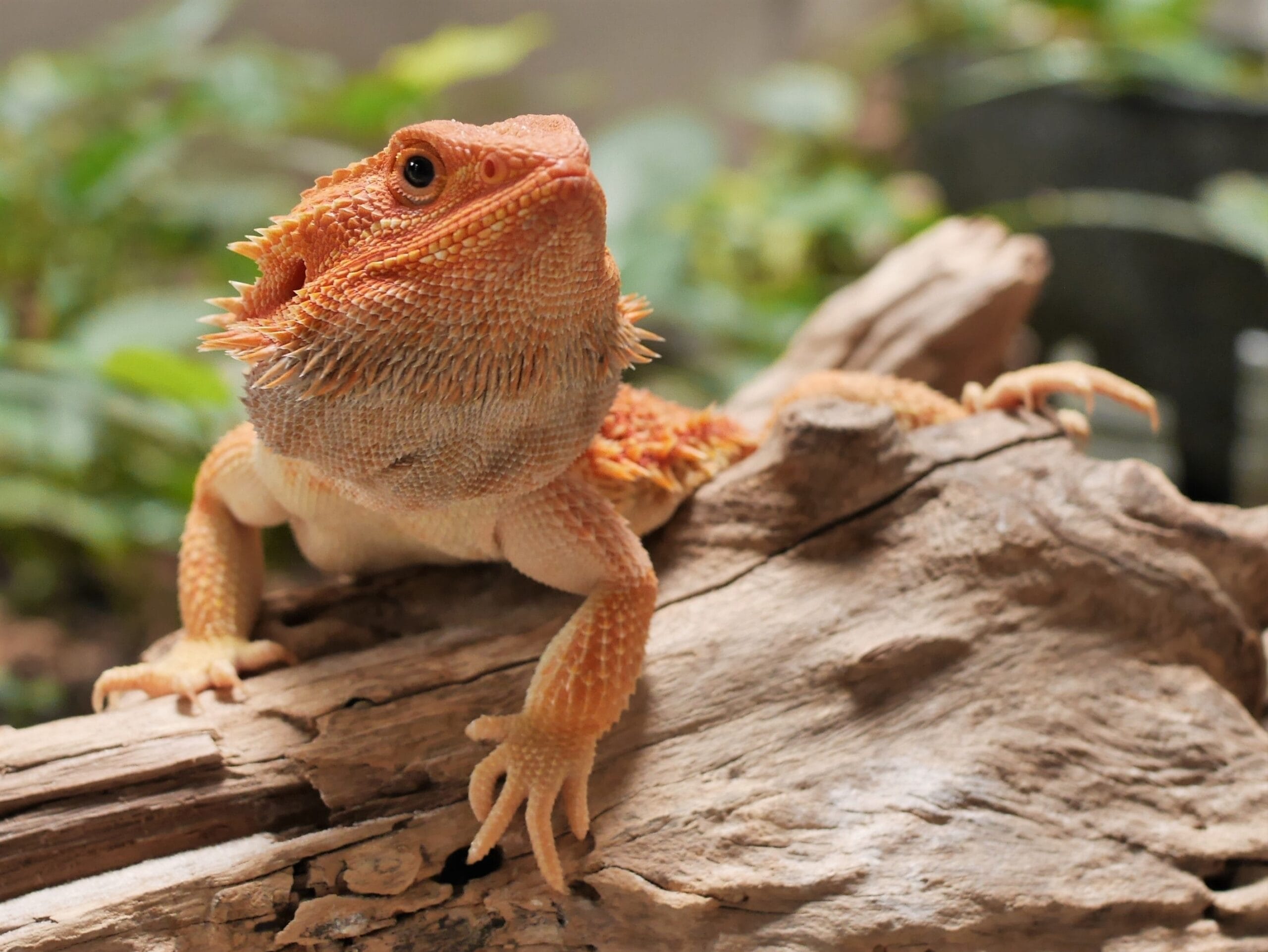 Gorgeous,Red,Orange,Bearded,Dragon,Posing,Beautifully