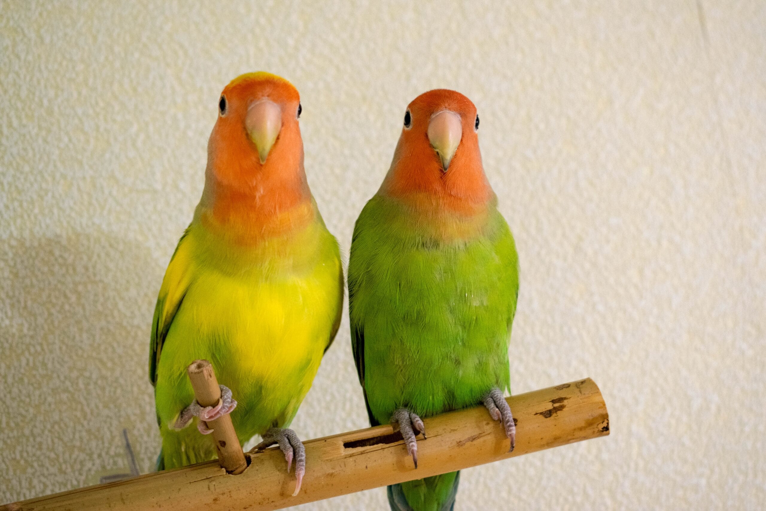 Two,Lovebirds,Sitting,On,Perch,Looking,At,Camera,,One,Yellow