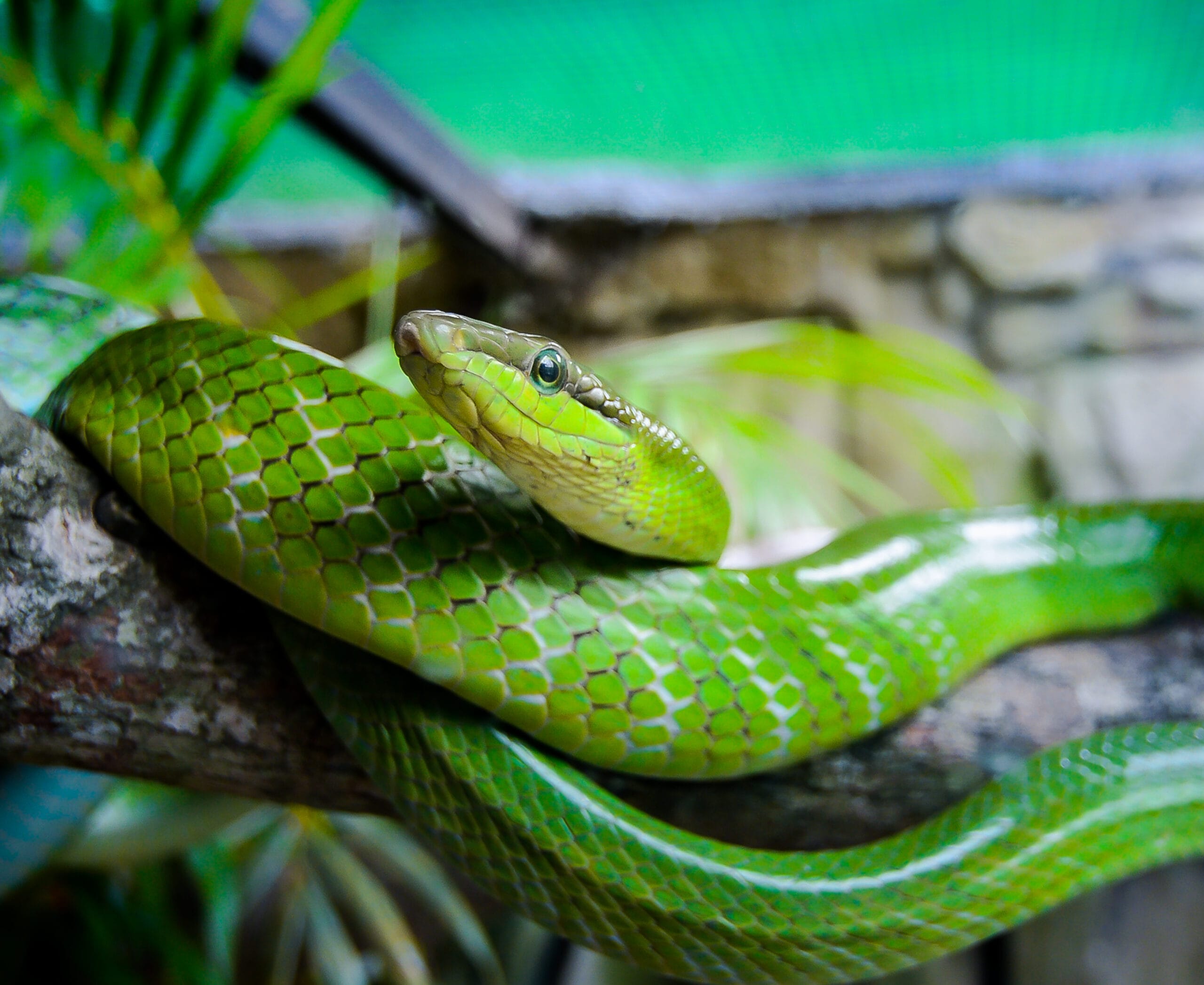 Green,Snake,In,The,Cage